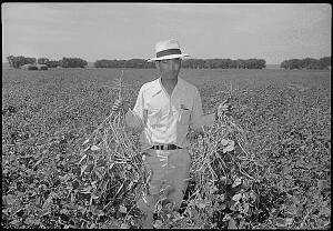 Mung bean field, Granada, 1943