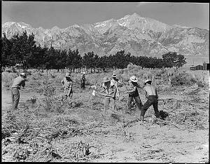 Clearing land, Manzanar, 1942