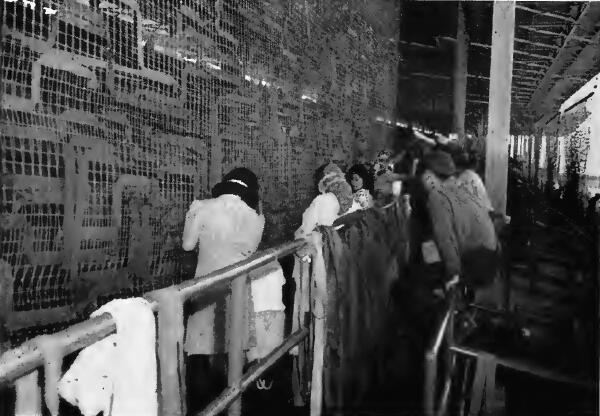 Making camouflage nets at Santa Anita (California) Assembly Center