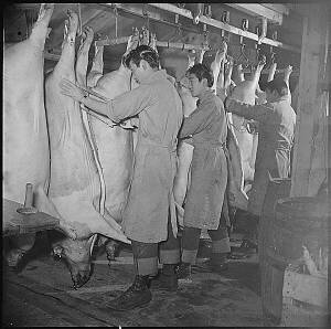 Hogs slaughtered, Tule Lake, 1943