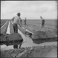 Irrigating crops, Tule Lake, 1942