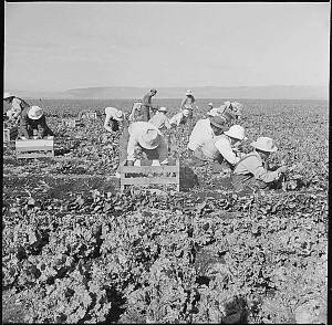 Harvesting spinach, Tule Lake, 1942